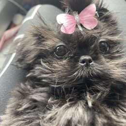 Shih Tzu Puppies from Angela Driver's Shih Tzu