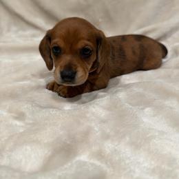 Coral - Dapple female Dachshund puppy in Aubrey, Texas from Mims Mini Dachshunds