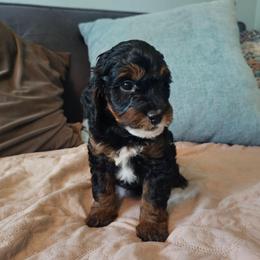 Beau - Tri-color male Bernedoodle puppy in Daytona Beach, Florida from Beach Doodles