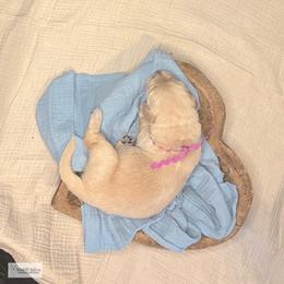 Parcheesi (purple) - Golden female Golden Retriever puppy in Argyle, Texas from Skarlotte Goldens, LLC