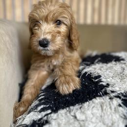 Brown - Fawn and white male Sheepadoodle puppy in La Habra, California from Real Doodles of OC