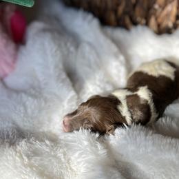 Zoe - Tri-color female Labradoodle puppy in San Antonio, Texas from I Love U Back Labradoodles, LLC