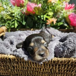 Violet - Black and cream Dachshund puppy in Anaconda, Montana from Montana Country Dachshunds