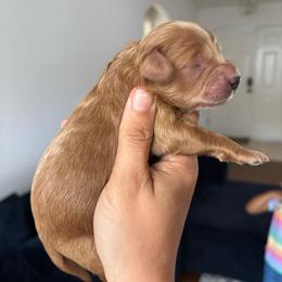Dark Red Male - Red male Aussiedoodle puppy in Spring Hill, Florida from Pawprint Dreams Boarding and Kennel