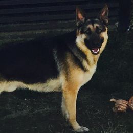 German Shepherds from Lisa Sykes' German Shepherds