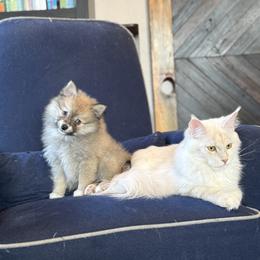 Allen - male Pomsky puppy in Albany, Oregon from Cherrywell Carnivora