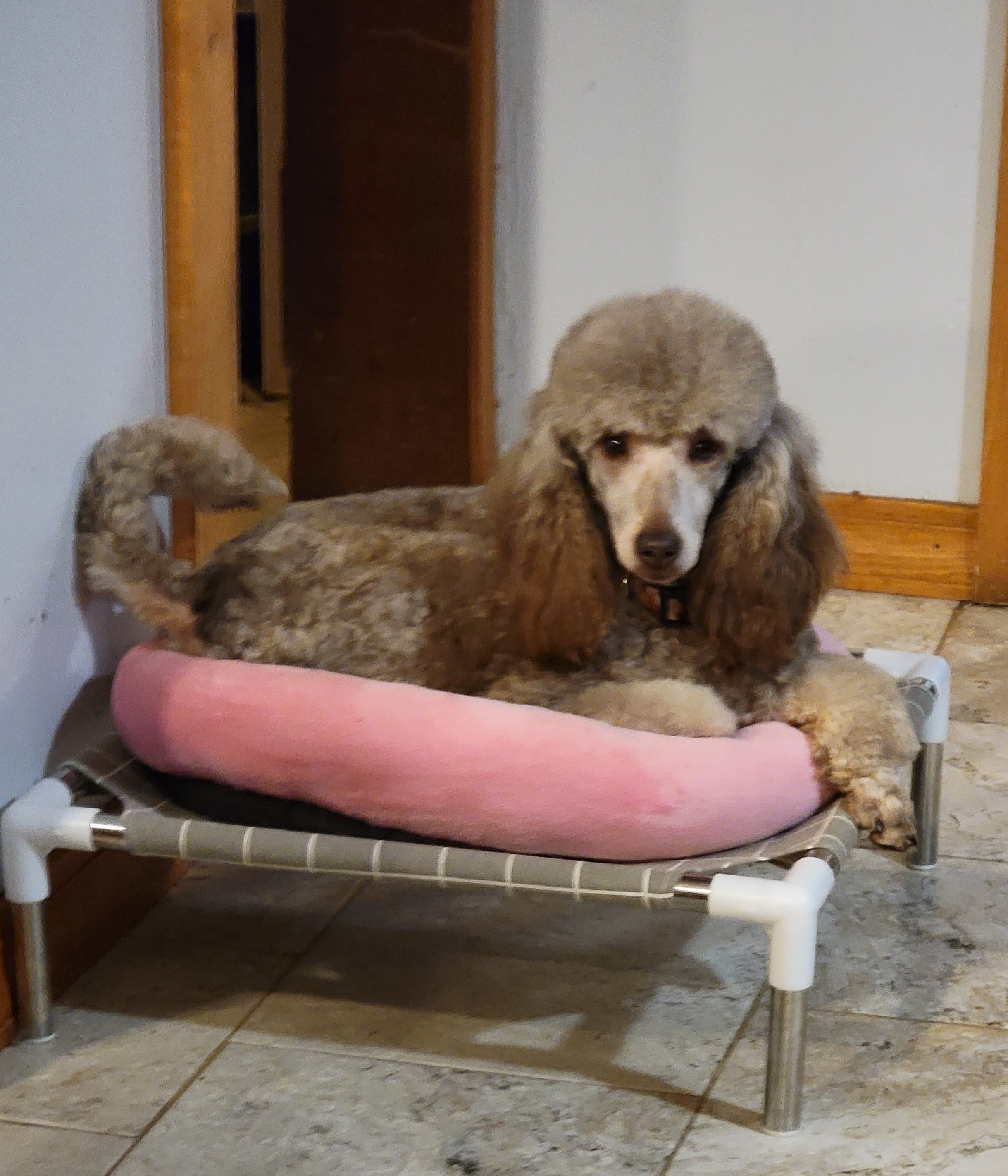 Bronwyn - Poodle