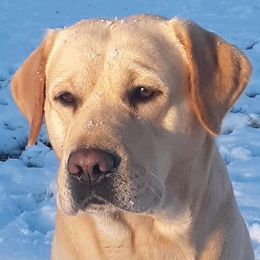 Trek - Labrador Retriever