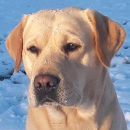 Trek - Labrador Retriever