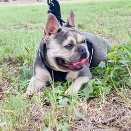 Harley - French Bulldog