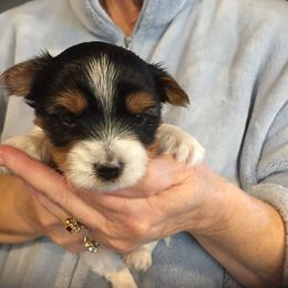 Biewer Terrier Puppies from Janeve's  Biewers