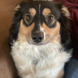 Laney - Miniature Australian Shepherd