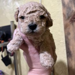 Blue - Cream male Poodle puppy in Hickory Grove, South Carolina from Oopsie Doodles