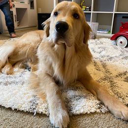 Golden Retriever All Grown Up from Beachwood Golden Retrievers