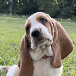 Basset Hounds from Albie's Bassett Farm