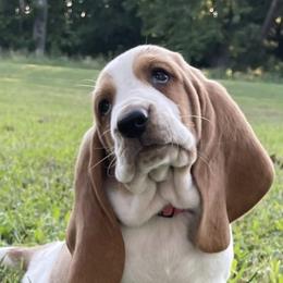 Basset Hounds from Albie's Bassett Farm