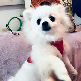 Cole - White male Pomeranian puppy in St. Louis, Missouri from Saint Louis Pomeranian babies