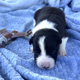 Darth Vader aka Vader - Black and white male Border Collie puppy in Keller, Texas from Bordercollieblues