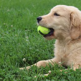 Golden Retriever Puppies from Riverstone Goldens