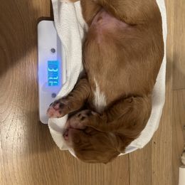 Bernedoodle Puppies from Palmetto Bernedoodles Boutique