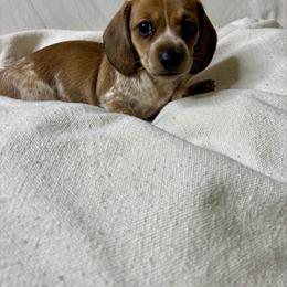 Cozy - Piebald female Dachshund puppy in Fort White, Florida from Chrissys