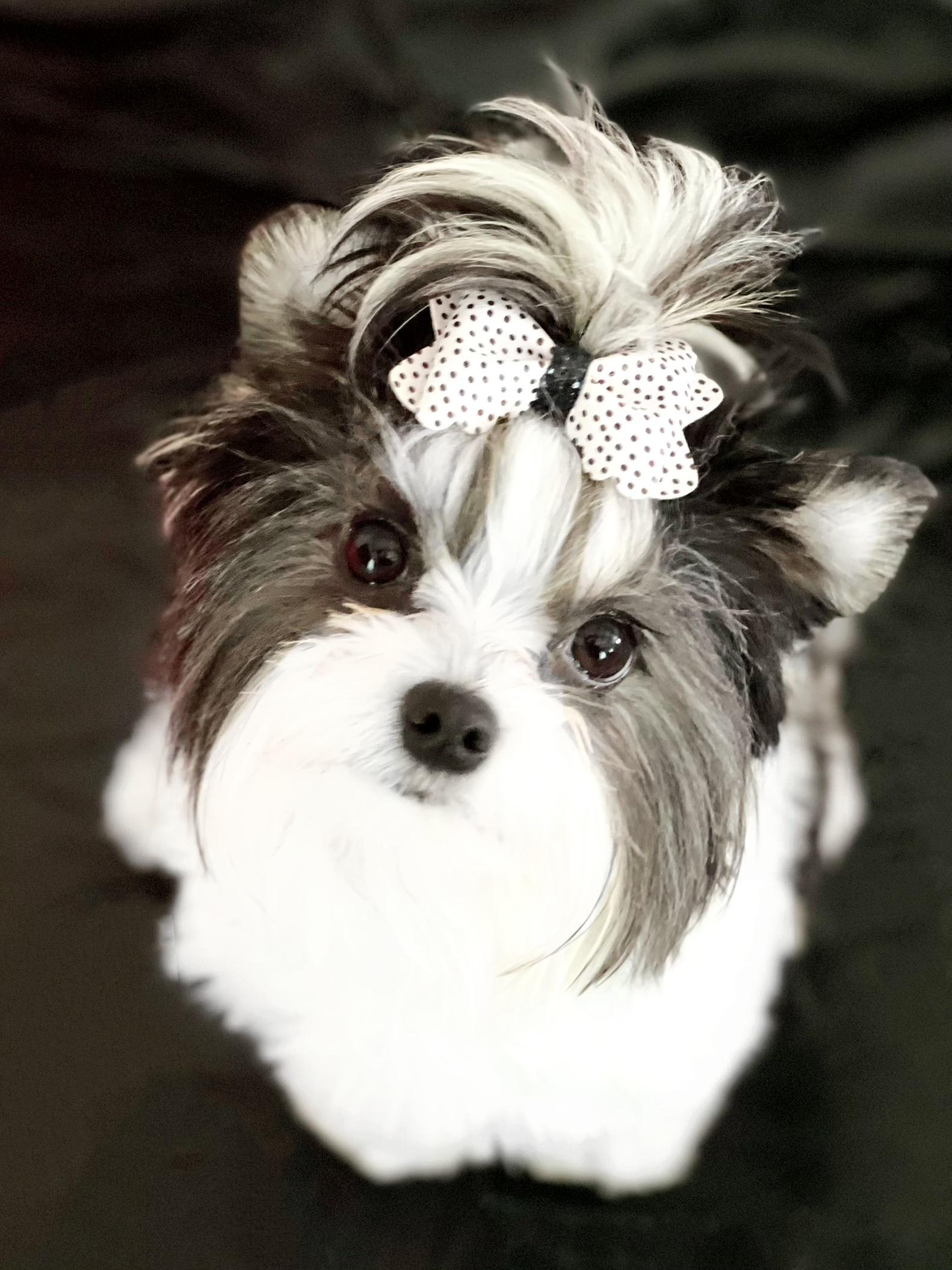 State Of Grace Yorkies in Alaska Biewer Terrier puppies Good Dog