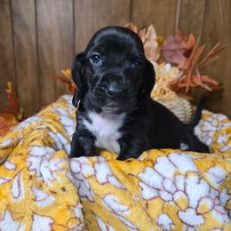 Moondancer - Black and white female Basset Hound puppy in Valley, Washington from Enchanted Valley Paws