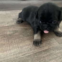 Raven - Black female Pug puppy in Salt Lake City, Utah from J&B Pugs