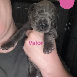 Valor - Blue female Great Dane puppy in Edwardsville, Illinois from Giants and Munchkins