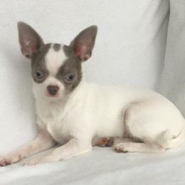Bella - Chihuahua