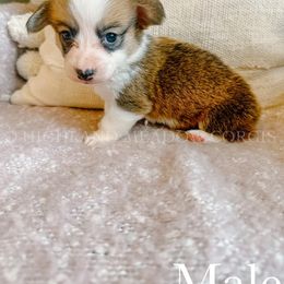 Bumble - Red male Pembroke Welsh Corgi puppy in Lebanon, Oregon from Highland Meadow Corgis