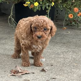 Beau - Red  male Poodle puppy in Cabool, Missouri from Rafter B Farms