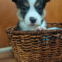 Boy 4 - Black and white male Cardigan Welsh Corgi puppy in Chehalis, Washington from Triple B Corgis