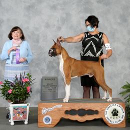 Garth - Boxer