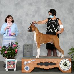 Garth - Boxer