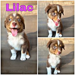 Lilac - Red tri-color Australian Shepherd puppy in Brownsboro, Texas from Quintessential Aussies