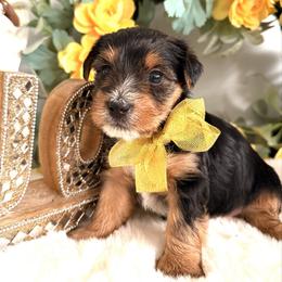 Snickers - Blue and gold male Yorkshire Terrier puppy in Atlanta, Georgia from Yuppie Yorkies