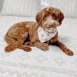 Halo - Goldendoodle