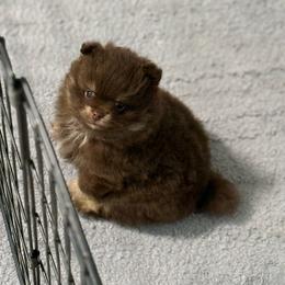 Chocolate Boy - Chocolate male Pomeranian puppy in Sunnyside, Washington from The Pom farm