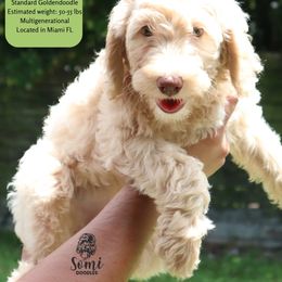 Daisy - Cream female Goldendoodle puppy in Palmetto Bay, Florida from SOMIDOODLES