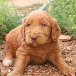 Penny - Caramel red female Labradoodle puppy in Apache Junction, Arizona from Loving Doodle