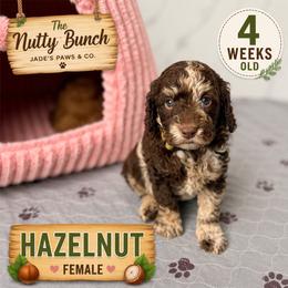 Hazelnut - Merle female Goldendoodle puppy in Miami, Florida from Jade’s Paws & Co. Of Miami LLC