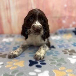 Earl - Liver and white male English Springer Spaniel puppy in Rogers, Ohio from StoneyBrook Setters