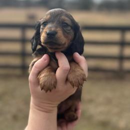 Maggie - Chocolate and tan female Dachshund puppy in Troup, Texas from East Texas Dachshunds