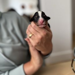6 - Tri-color male Bernedoodle puppy in Huntington Beach, California from The Canine Society