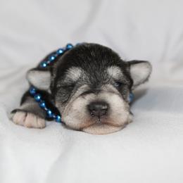 Boy 1 Salt and Pepper - Salt and pepper male Miniature Schnauzer puppy in Spring Hill, Florida from Suncoast Miniature Schnauzers