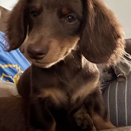 Dachshund Puppies from Mini Dixie’s of Eastern KY