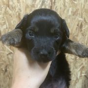Border Collie and Bordoodle Puppies from Sunrise Kennels