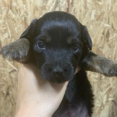Border Collie and Bordoodle Puppies from Sunrise Kennels