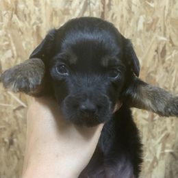 Border Collie and Bordoodle Puppies from Sunrise Kennels